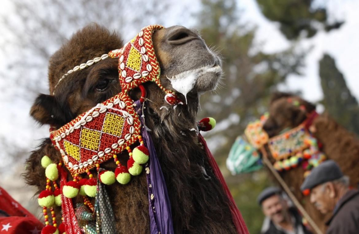 The weird and wonderful world of camel wrestling