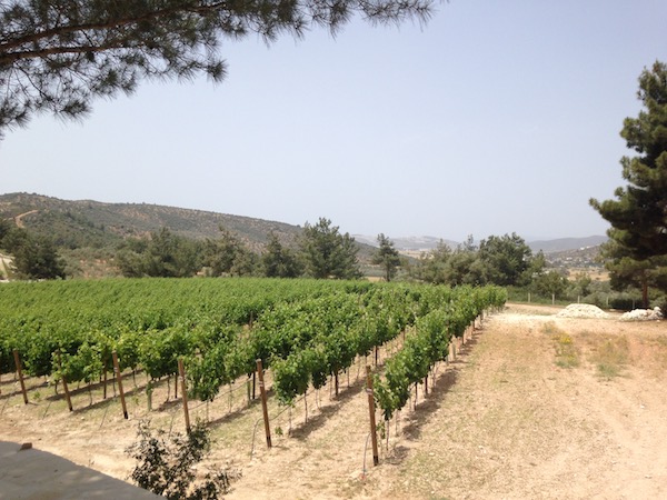 A vineyard for all seasons: visiting Bodrum's Mor Salkim