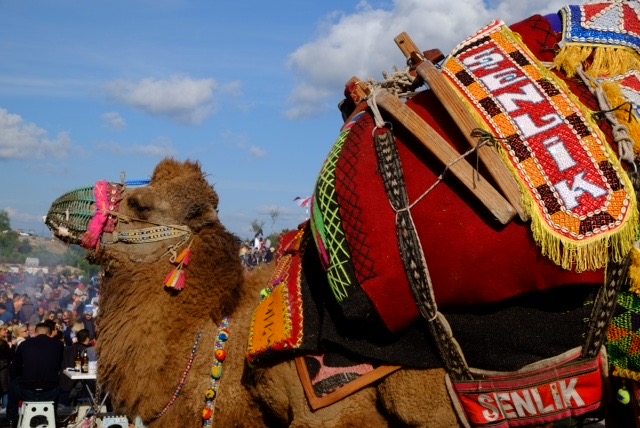 The crazy, colourful world of camel wrestling