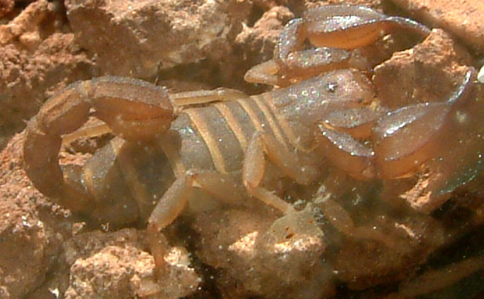 Scorpion in Turkey