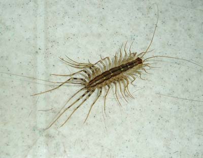 Centipede in Turkey