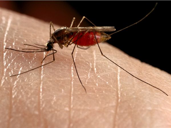 Mosquito in Turkey