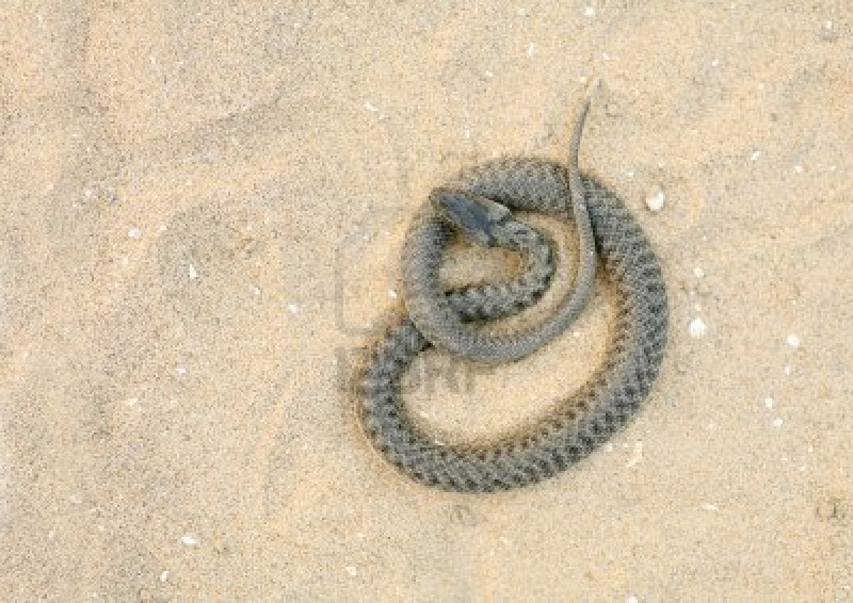 Back Viper Snake