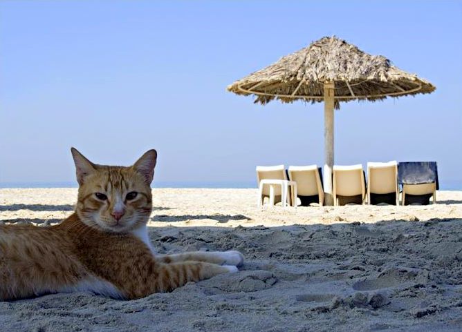 Animal on beach