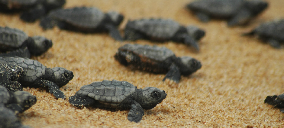 Caretta turtles