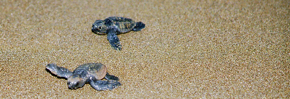 Turtle beach Dalyan