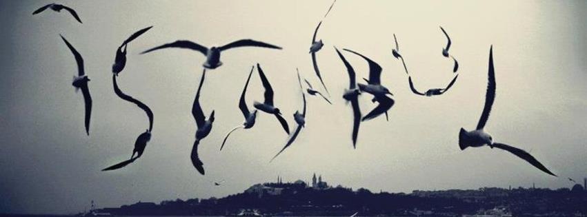 伊斯坦布尔的海鸥