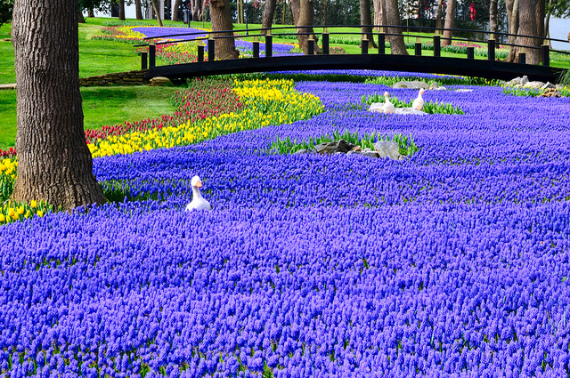 فترة الإزهار في اسطنبول : شهر أبريل هو شهر أزهار التوليب