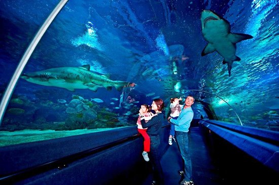 Istanbul aquarium