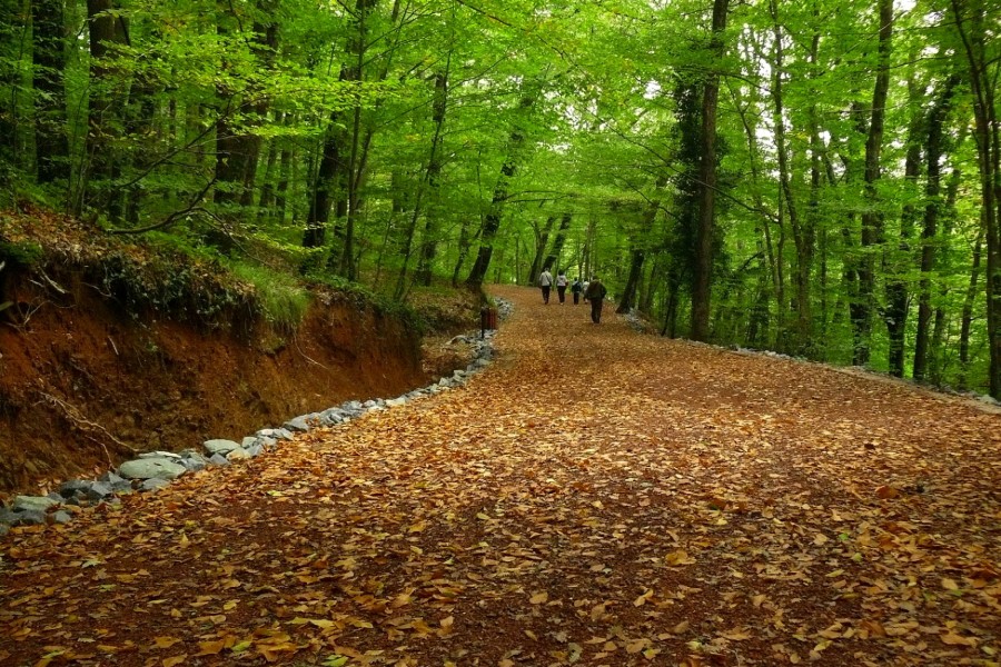 Belgrad Forest