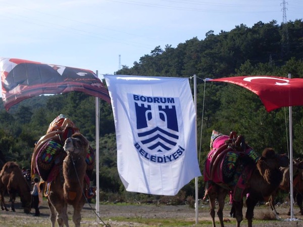 欢迎来到土耳其博德鲁姆半岛的骆驼摔跤场