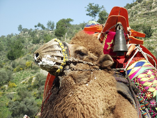 Camel wrestling in Turkey