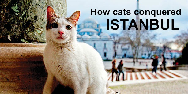 猫如何征服伊斯坦布尔的