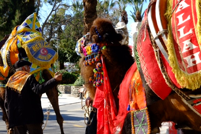 A camel being let to its match.