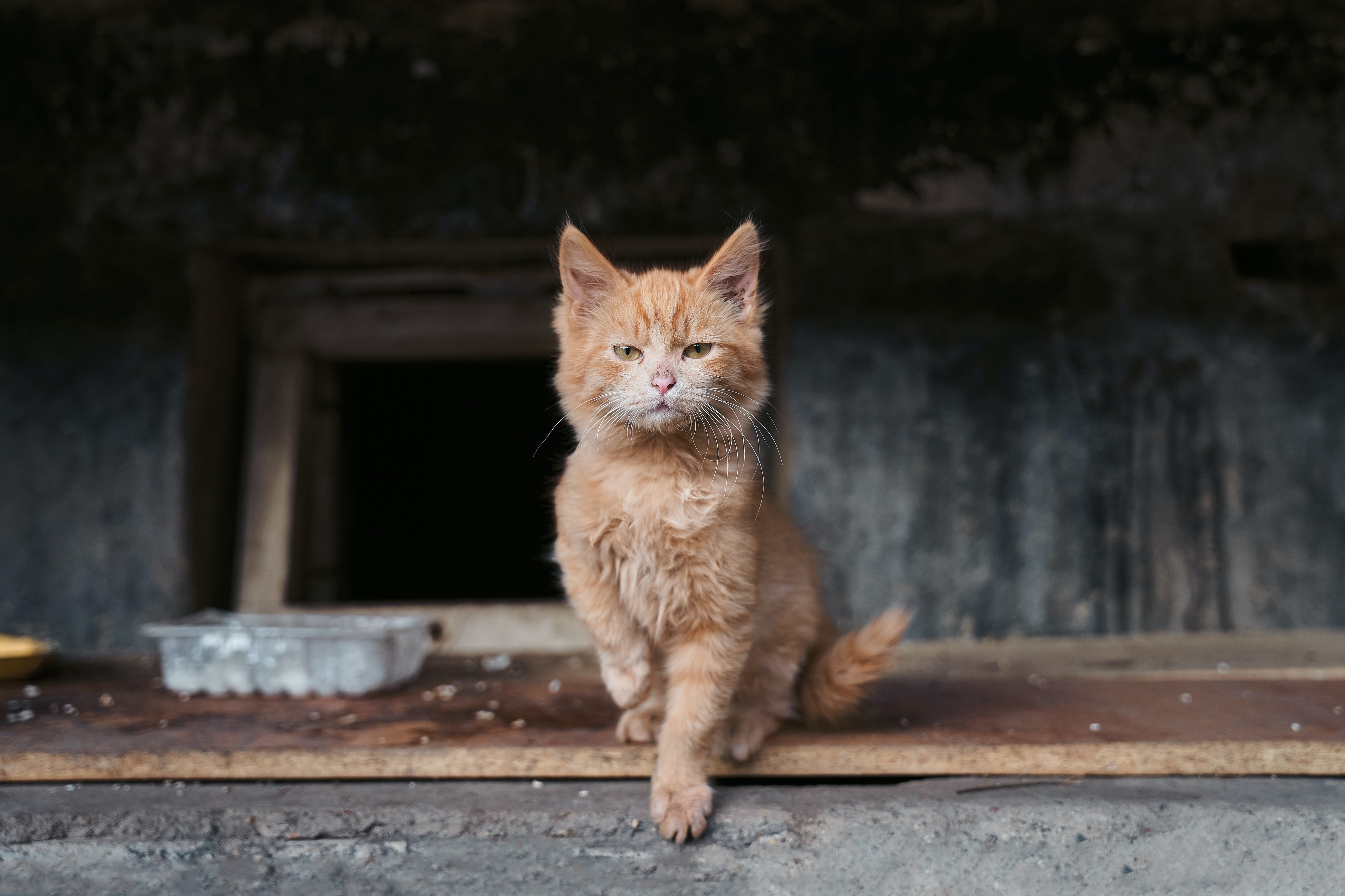 Street cat, Turkey