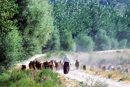 rural Turkey