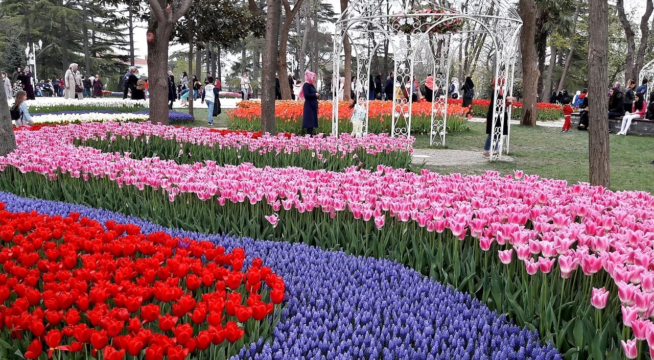 Tulip festival Istanbul