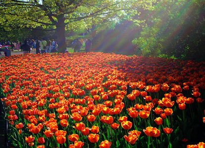 Istanbul tulip festival
